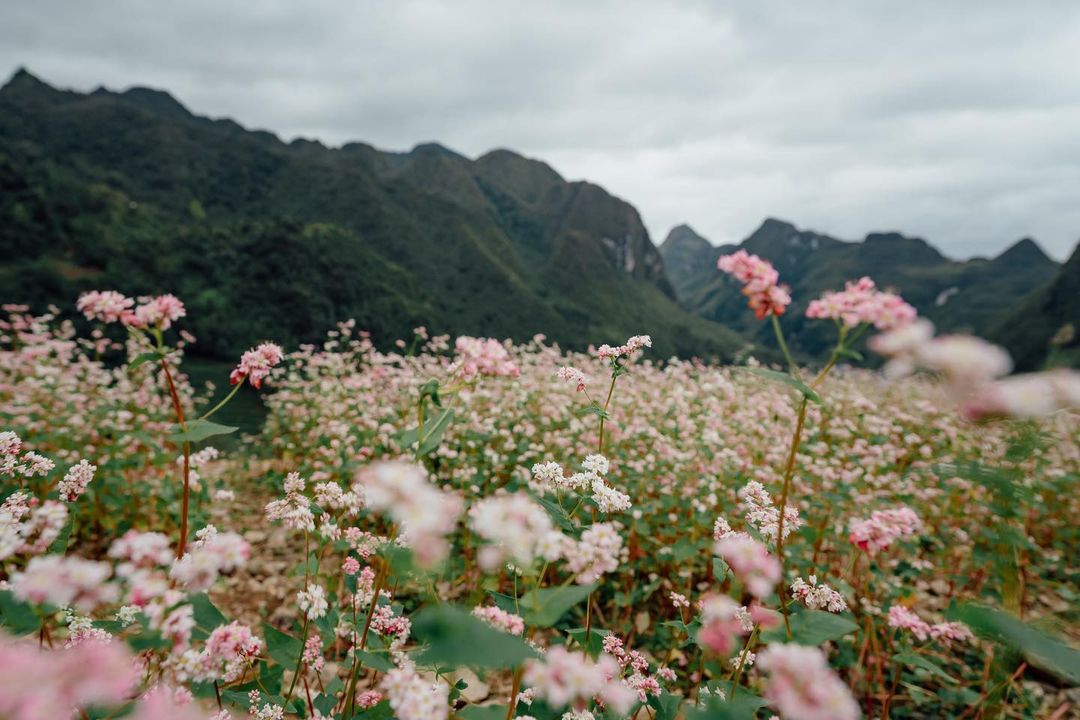 Review mùa hoa tam giác mạch Hà Giang qua thước phim của Quang Vinh - Yến Trang 12