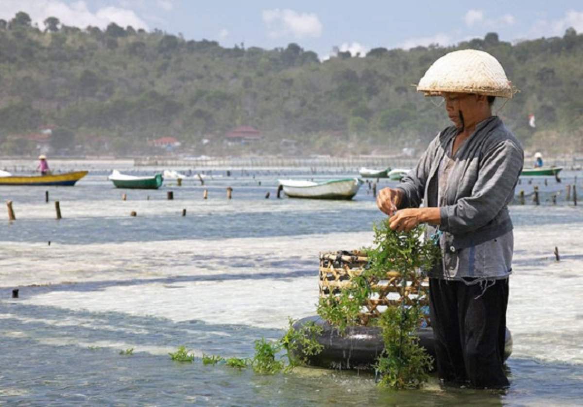 Rong sụn Ninh Thuận, món quà quý giá từ biển cả 3