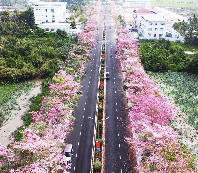 Rực rỡ đường hoa kèn hồng nức tiếng Cần Thơ