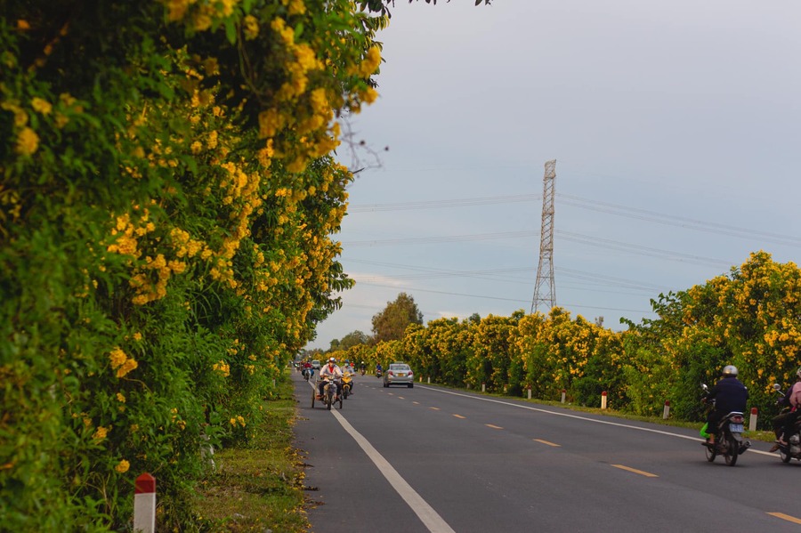 Rực rỡ sắc vàng tuyến đường nối Cần Thơ, Vị Thanh trên Quốc lộ 61C 4