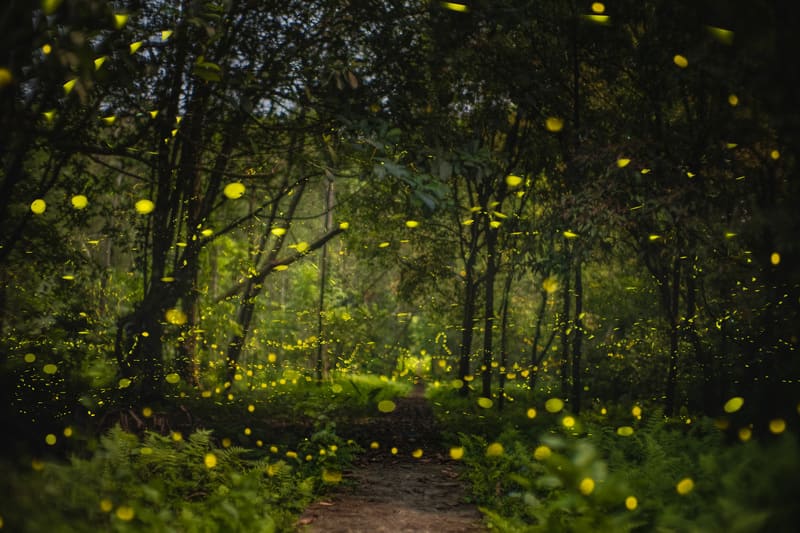 Rừng Cúc Phương mùa đom đóm, vũ điệu ánh sáng nơi rừng già 3