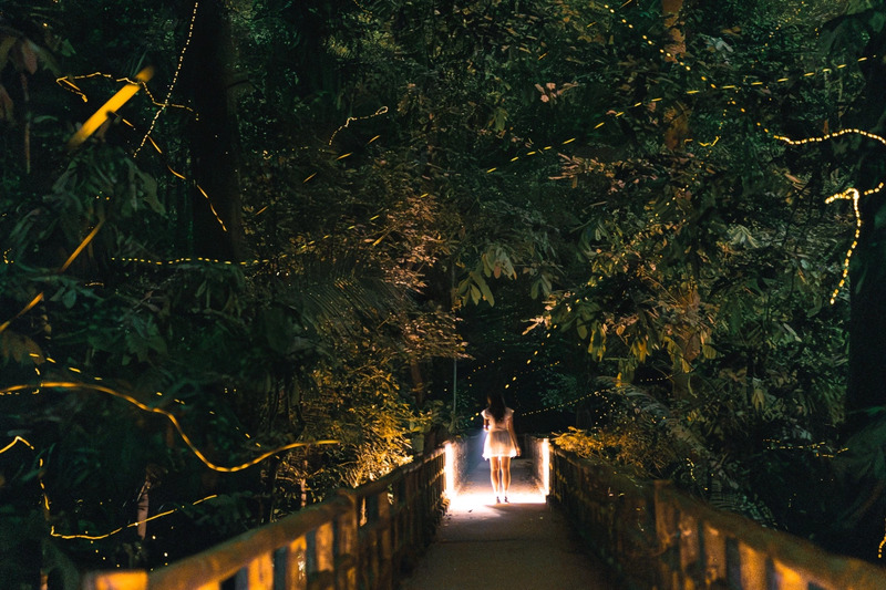 Rừng Cúc Phương mùa đom đóm, vũ điệu ánh sáng nơi rừng già 4