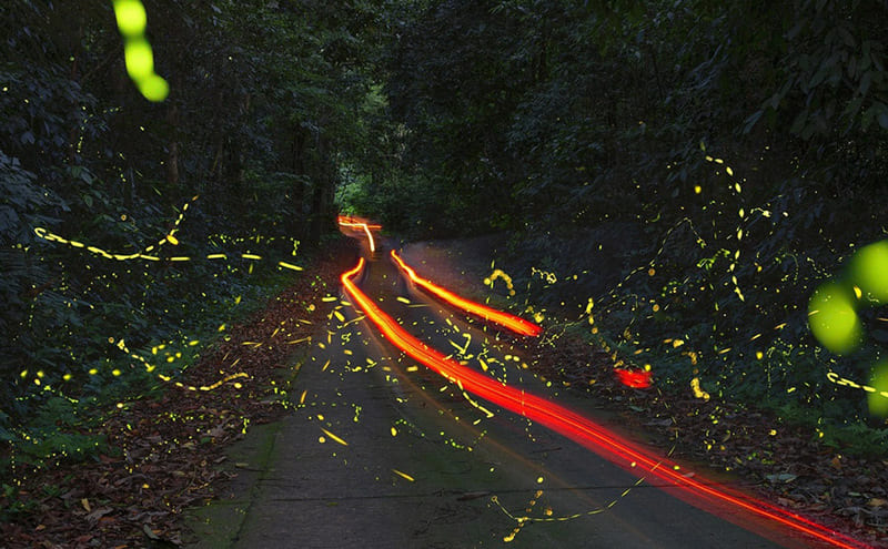 Rừng Cúc Phương mùa đom đóm, vũ điệu ánh sáng nơi rừng già 6