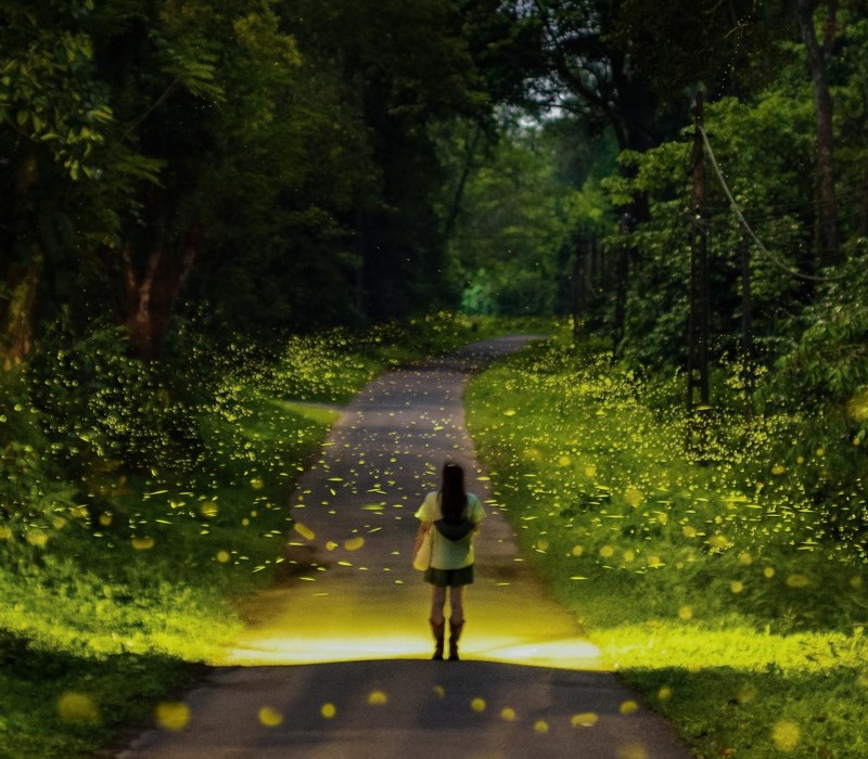 Rừng Cúc Phương mùa đom đóm, vũ điệu ánh sáng nơi rừng già