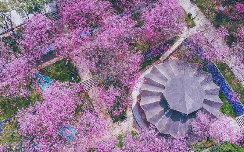 15 rừng hoa anh đào Trung Quốc rực rỡ mỗi độ xuân về 7