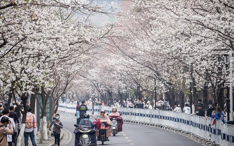 15 rừng hoa anh đào Trung Quốc rực rỡ mỗi độ xuân về 10