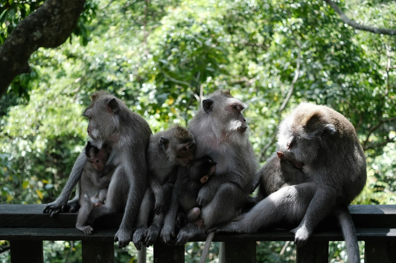 Rừng Khỉ Ubud Bali, nơi giao thoa giữa thiên nhiên và tâm linh 7
