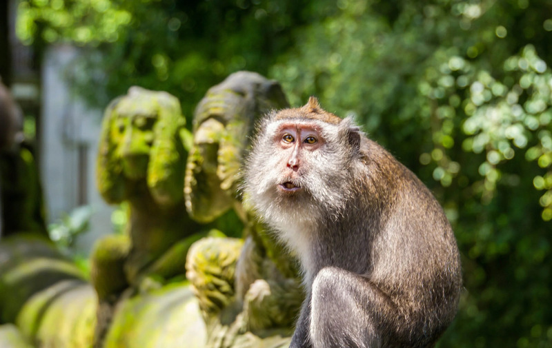 Rừng Khỉ Ubud Bali, nơi giao thoa giữa thiên nhiên và tâm linh 4