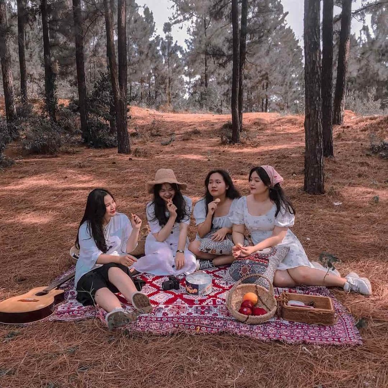 Khám phá rừng thông Bồ Bồ thơ mộng và thanh bình 6