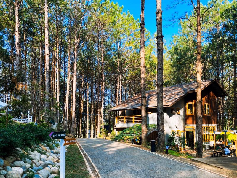Rừng Thông Mơ Farm & Bistro: Điểm đến lý tưởng cho kỳ nghỉ cuối tuần 2