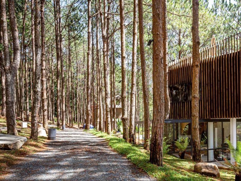 Rừng Thông Mơ Farm & Bistro: Điểm đến lý tưởng cho kỳ nghỉ cuối tuần 3