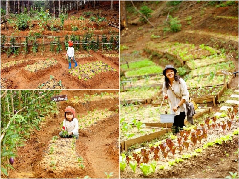 Rừng Thông Mơ Farm & Bistro