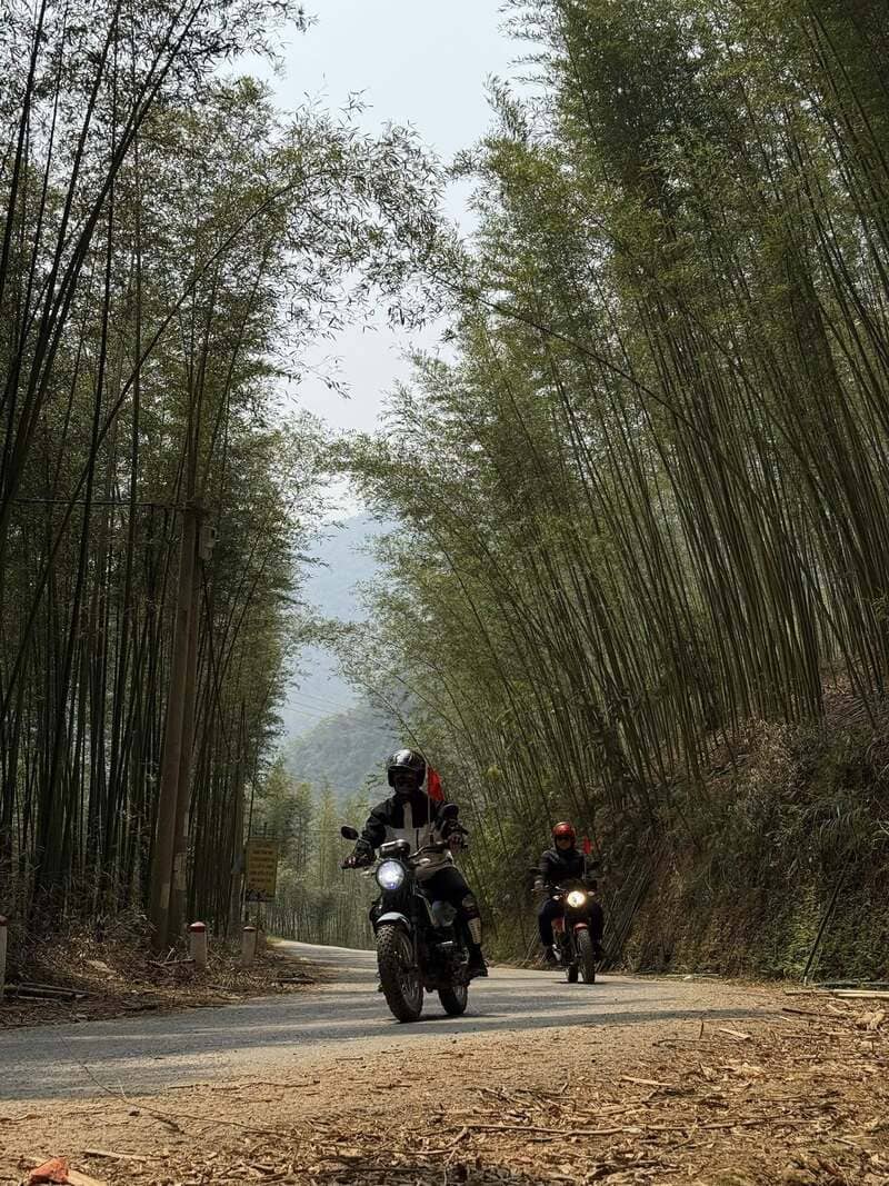 Du ngoạn Rừng trúc Lũng Pán, không gian ngập sắc cổ trang 2
