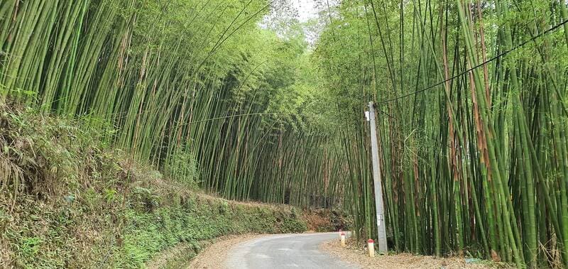 Du ngoạn Rừng trúc Lũng Pán, không gian ngập sắc cổ trang 3