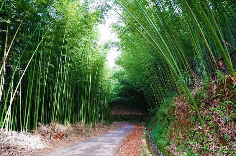 Du ngoạn Rừng trúc Lũng Pán, không gian ngập sắc cổ trang 4