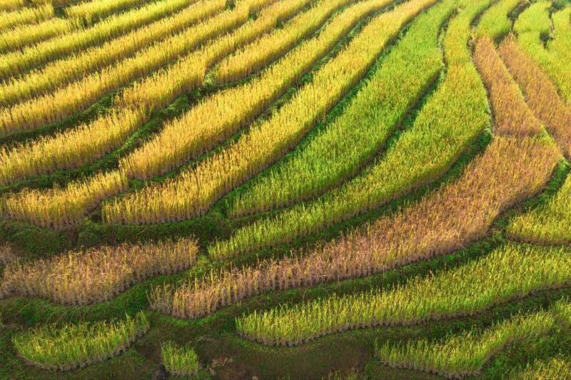 Top 10 ruộng bậc thang “tuyệt đối điện ảnh” của du lịch Việt Nam 11
