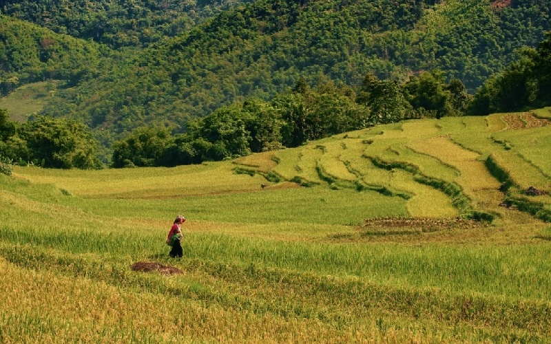 11 ruộng bậc thang đẹp nhất Việt Nam khiến ai cũng ngẩn ngơ 15