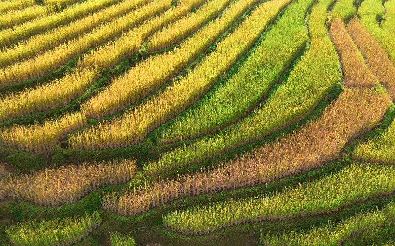 11 ruộng bậc thang đẹp nhất Việt Nam khiến ai cũng ngẩn ngơ 18