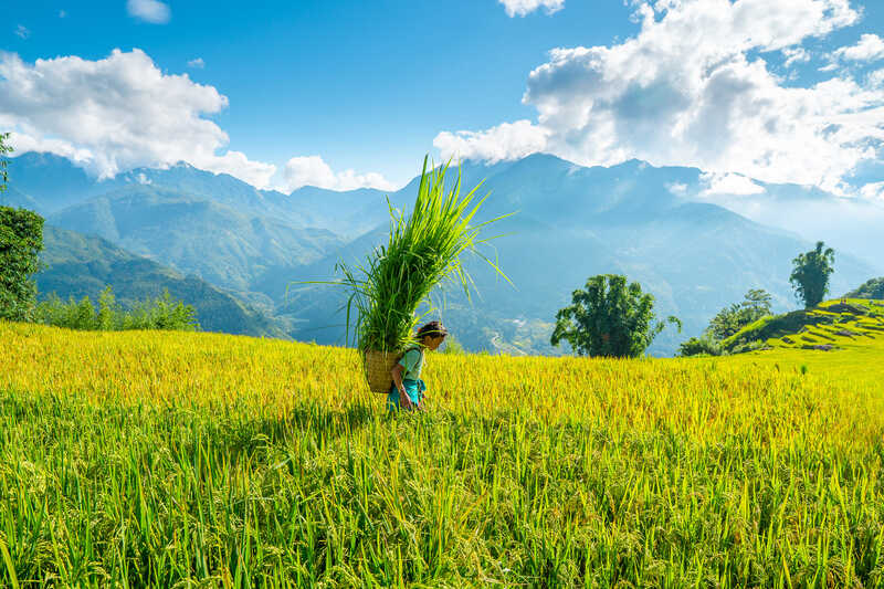 Top 10 ruộng bậc thang “tuyệt đối điện ảnh” của du lịch Việt Nam 6