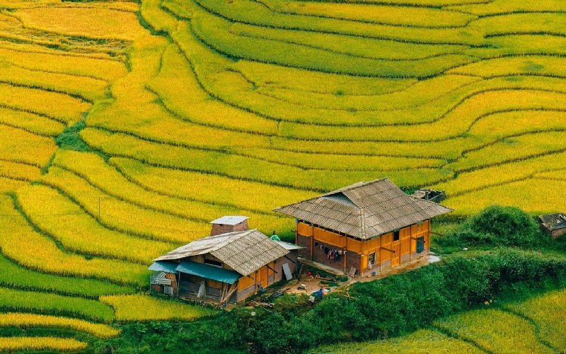 11 ruộng bậc thang đẹp nhất Việt Nam khiến ai cũng ngẩn ngơ 8