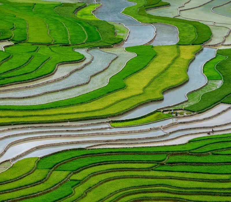 Ruộng bậc thang Mù Cang Chải: Nét đẹp giao hòa giữa Tây Bắc 6