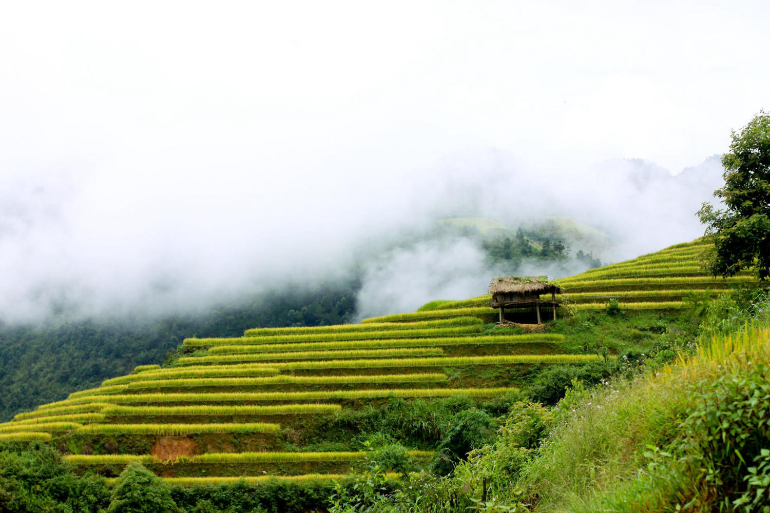 Ruộng bậc thang xã Chế Cu Nha đẹp tuyệt sắc mỗi khi mùa vàng gõ cửa 3