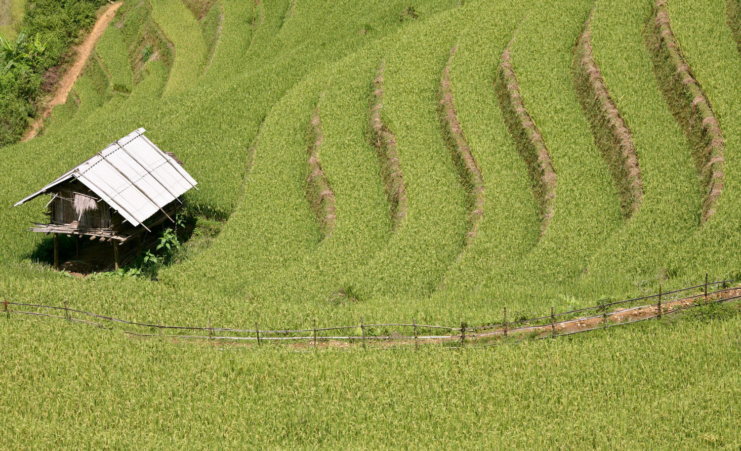 Ruộng bậc thang xã Chế Cu Nha đẹp tuyệt sắc mỗi khi mùa vàng gõ cửa 7