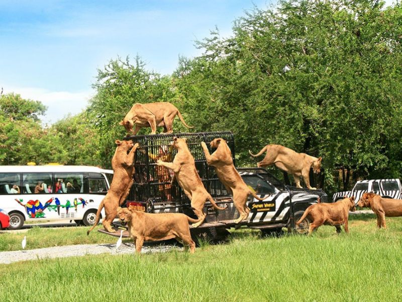 Safari Quy Nhơn, sở thú ngoài trời cực 'hot' cùng hàng ngàn động vật đáng yêu 3