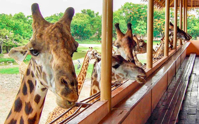 Thưởng lãm Safari World Bangkok tận hưởng cảm giác về miền hoang dã 11