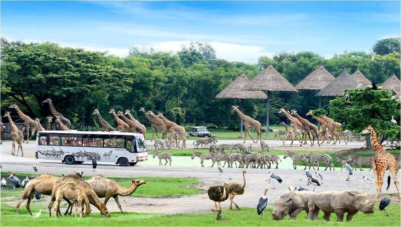 Thưởng lãm Safari World Bangkok tận hưởng cảm giác về miền hoang dã 4