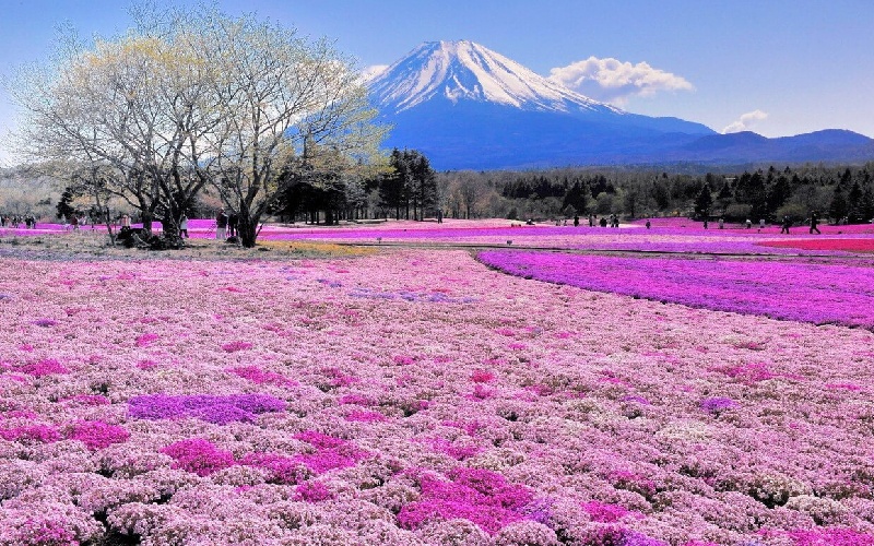 Khám phá Saitama và những trải nghiệm không nên bỏ lỡ 2