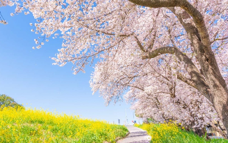 Khám phá Saitama và những trải nghiệm không nên bỏ lỡ 5