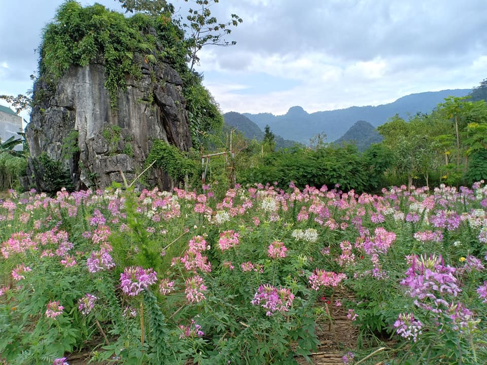 Săn mùa hoa tam giác mạc ở Thạch Sơn Thần Hà Giang kỳ bí 5