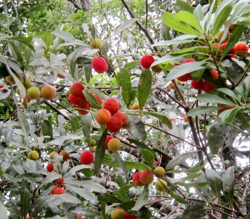 Du lịch Sapa tháng 5: Kinh nghiệm khám phá mùa nước đổ huyền ảo 4