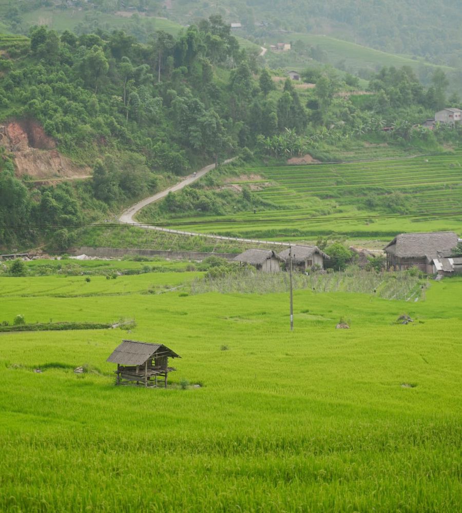 Sapa tháng 7 đẹp ngẩn ngơ cùng mùa lúa Nậm Cang bao quanh bản làng 2