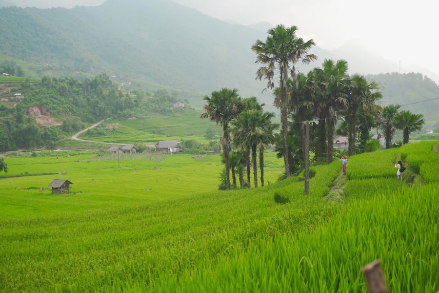 Sapa tháng 7 đẹp ngẩn ngơ cùng mùa lúa Nậm Cang bao quanh bản làng 3