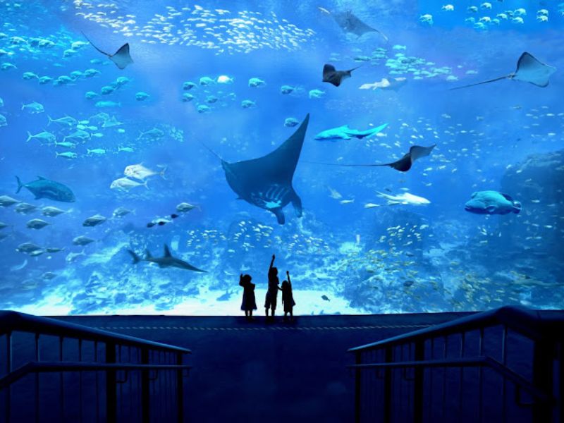 Khám phá đại dương thu nhỏ tại S.E.A Aquarium Singapore 2