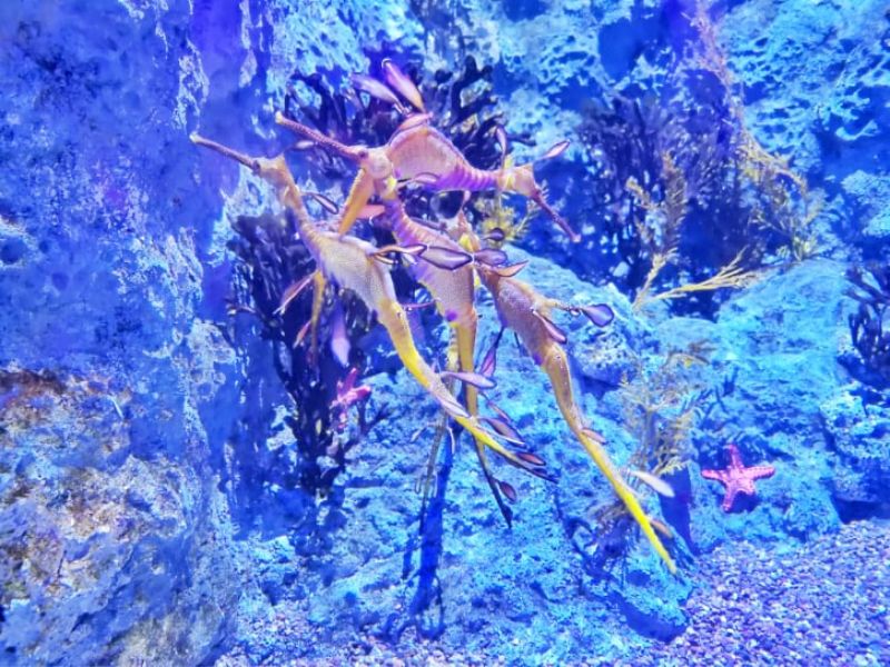 Khám phá đại dương thu nhỏ tại S.E.A Aquarium Singapore 11
