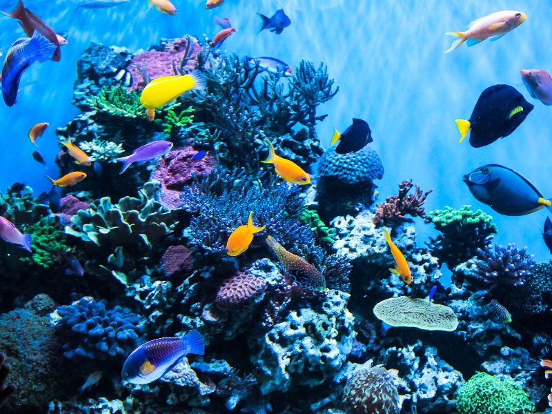 Khám phá đại dương thu nhỏ tại S.E.A Aquarium Singapore 13