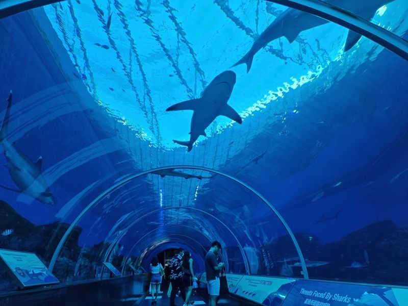 Khám phá đại dương thu nhỏ tại S.E.A Aquarium Singapore 14