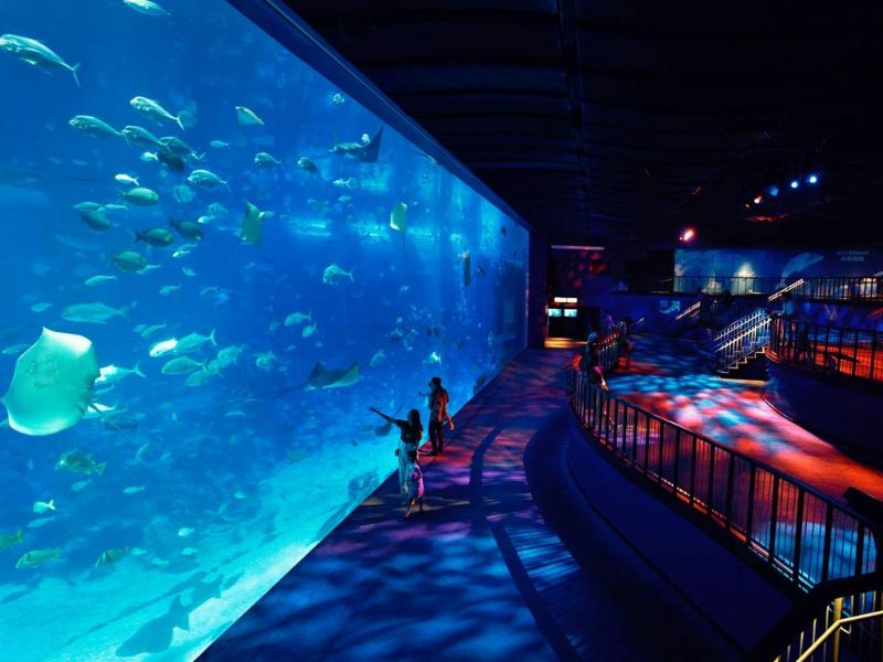 Khám phá đại dương thu nhỏ tại S.E.A Aquarium Singapore 3