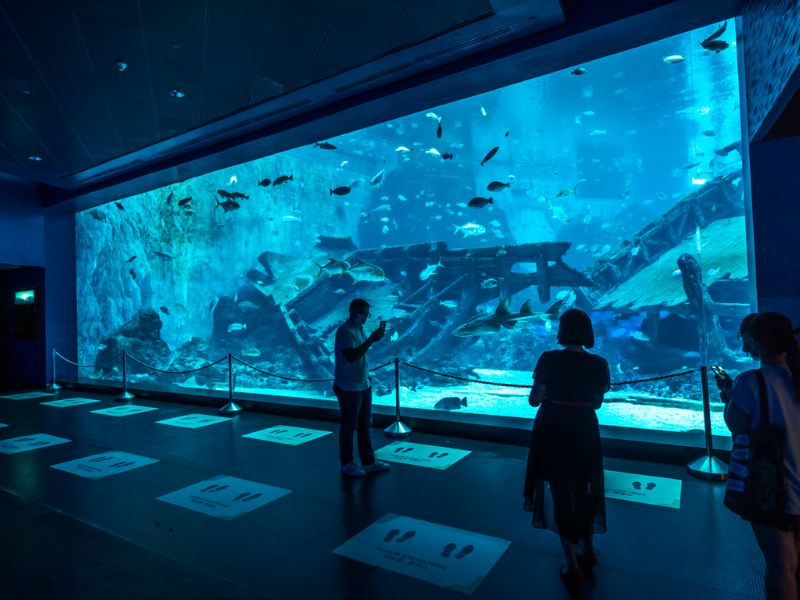 Khám phá đại dương thu nhỏ tại S.E.A Aquarium Singapore 4