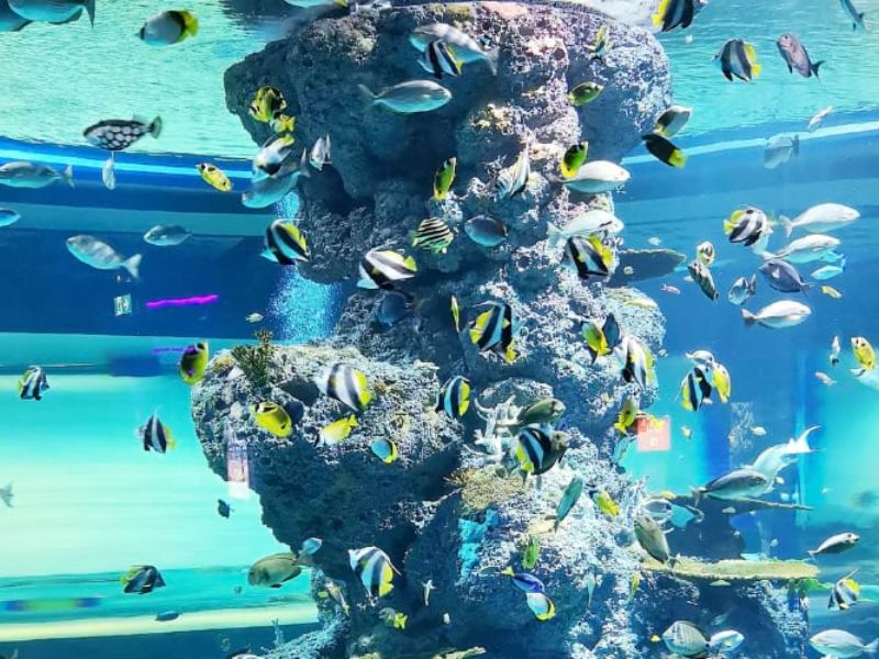 Khám phá đại dương thu nhỏ tại S.E.A Aquarium Singapore 5