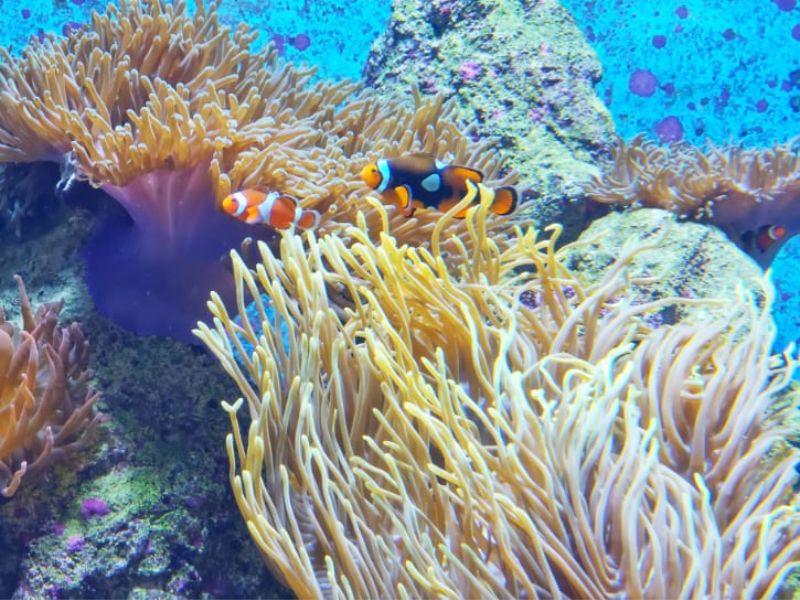 Khám phá đại dương thu nhỏ tại S.E.A Aquarium Singapore 6