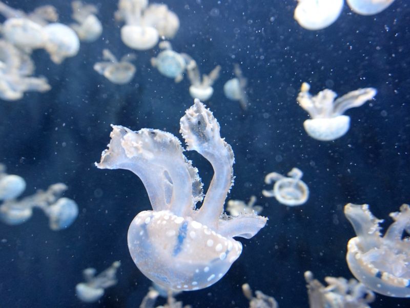 Khám phá đại dương thu nhỏ tại S.E.A Aquarium Singapore 9