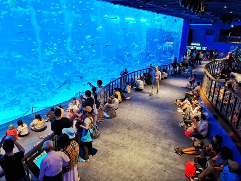 Khám phá đại dương thu nhỏ tại S.E.A Aquarium Singapore 10