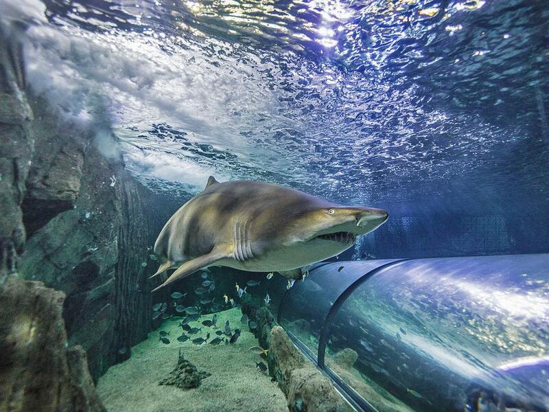 SEA Life Sydney Aquarium hành trình khám phá thế giới dưới nước 7