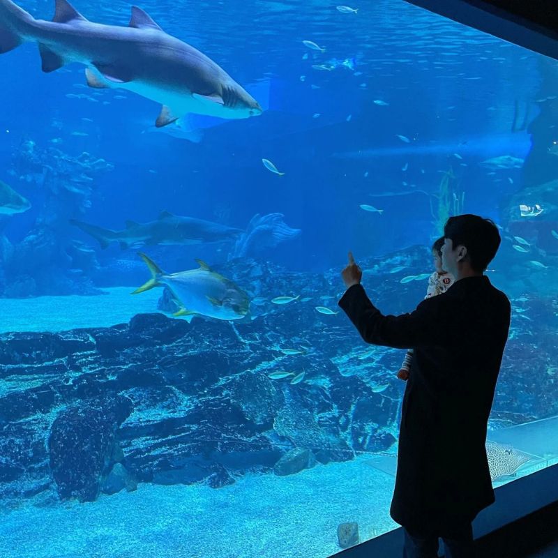 Sealife Busan và trải nghiệm đi giữa đại dương thu nhỏ đa sắc màu 3