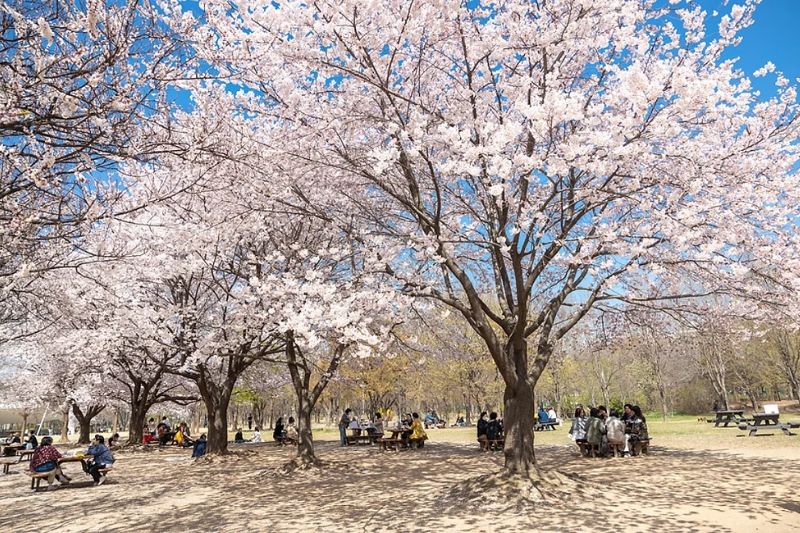 Seoul Forest tuyệt tác thiên nhiên và kiến trúc giữa lòng thủ đô