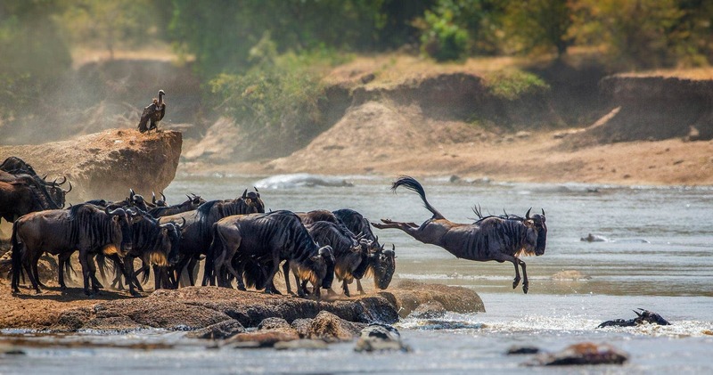 Serengeti: Miền đất hoang dã vĩnh cửu của Lục địa Đen 2